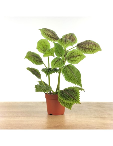 Pilea Mollis