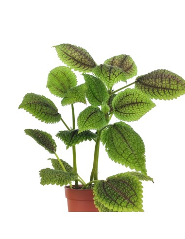 Pilea Mollis