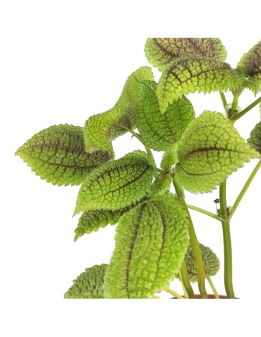 Pilea Mollis
