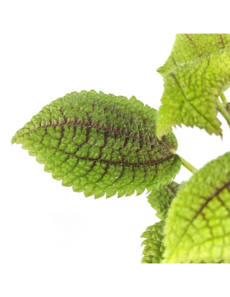 Pilea Mollis
