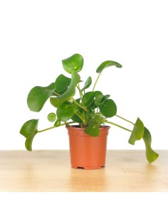 Planta del dinero china o pilea peperomioides (maceta 12 cm Ø)