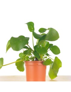 Planta del dinero china o pilea peperomioides (maceta 12 cm Ø) 2
