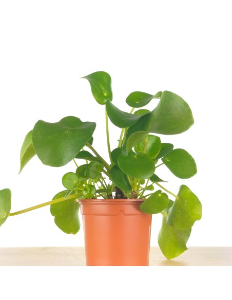 Planta del dinero china o pilea peperomioides (maceta 12 cm Ø)