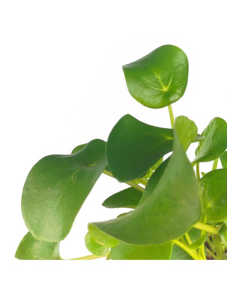 Planta del diner xinesa o pilea peperomioides (test12 cm Ø)