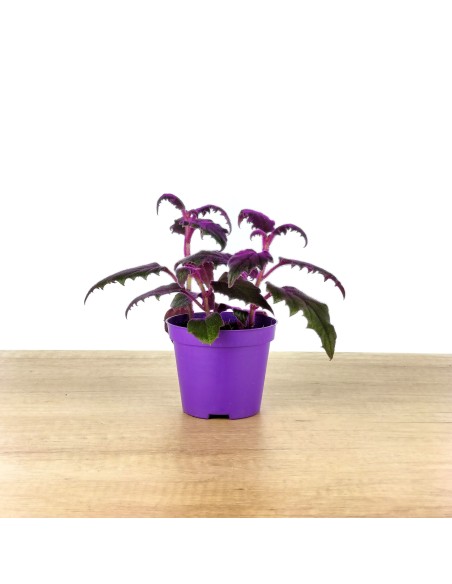 Gynura Aurantiaca Purpe Passion (vaso 9 cm ø)