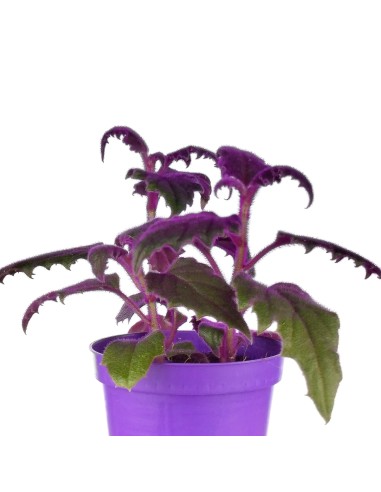 Gynura Aurantiaca Purpe Passion (vaso 9 cm ø)