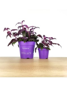 Comprar Gynura Aurantiaca Purpe Passion