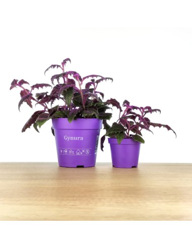 Gynura Aurantiaca Purpe Passion (vaso 9 cm ø)