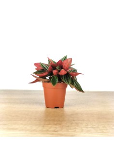 Peperomia Caperata Rouge. 2