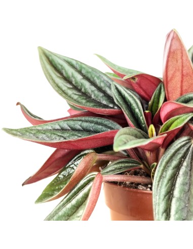 Peperomia caperata rosso