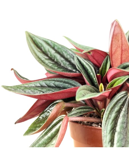 Peperomia Caperata Rouge.