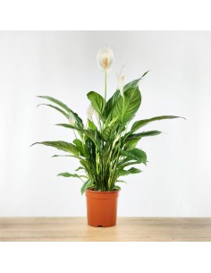 Spathiphyllum