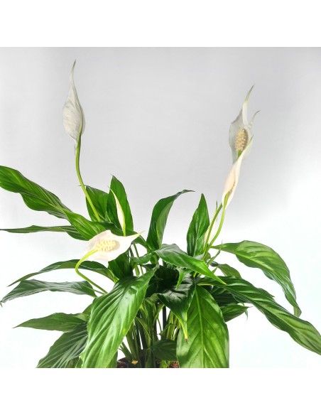 Spathiphyllum o espatifilio