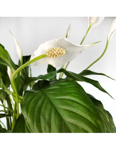 Spathiphyllum o espatifilio