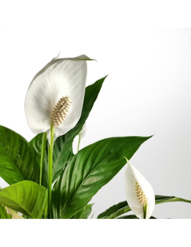 Spathiphyllum