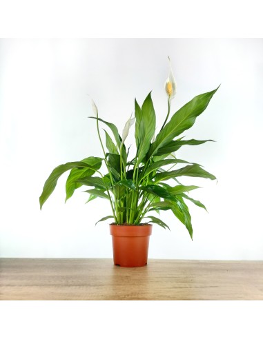 Spathiphyllum o espatifilio