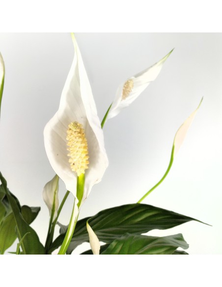 Spathiphyllum o espatifilio