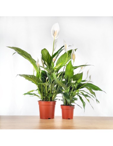 Spathiphyllum