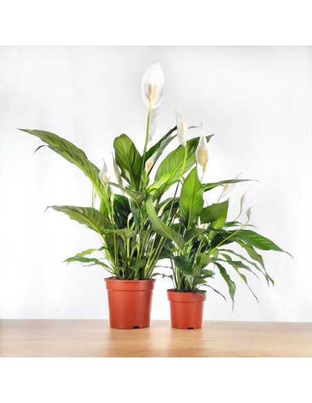 Spathiphyllum
