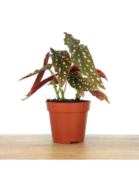 Begonia Maculata (pot 12 cm Ø).