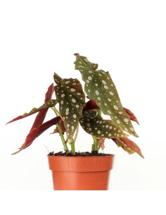 Begonia maculata (maceta 12 cm Ø) 2