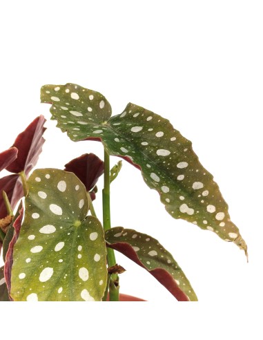 Begonia Maculata (pot 12 cm Ø).