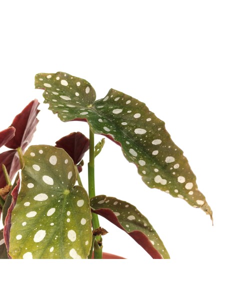 Begonia Maculata (pot 12 cm Ø).