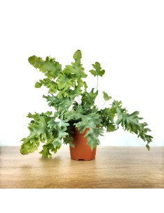 Phlebodium Davana (pot 12 cm Ø).
