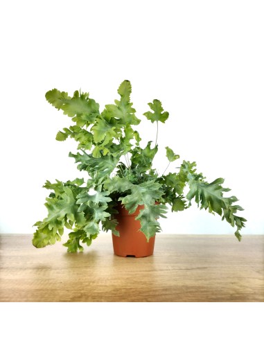 Phlebodium Davana