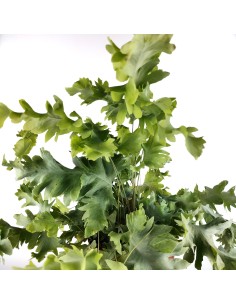 Phlebodium Davana (pot 12 cm Ø). 2