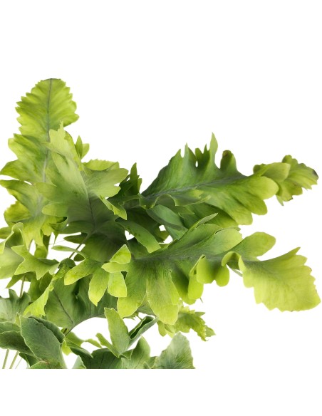 Phlebodium Davana (pot 12 cm Ø).