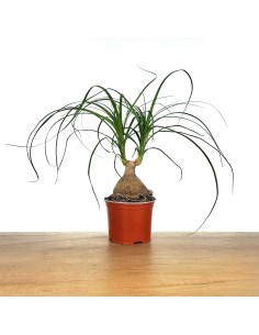 Beucarnea o pota d'elefant (test 13 cm ø)