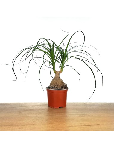 Beucarnea o pata de elefante (maceta 13 cm ø)