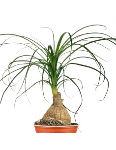 Beucarnea o pota d'elefant (test 13 cm ø) 2