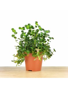 Pilea Depressa (pot 10,5 cm Ø).