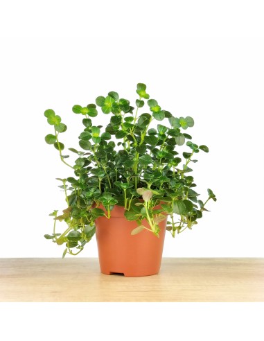 Pilea Depressa (test 10,5 cm Ø)