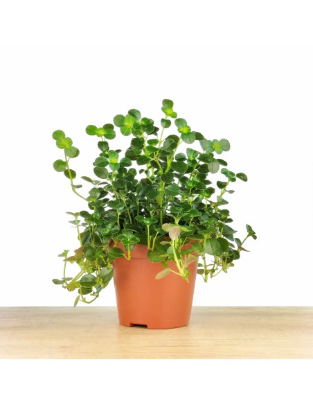 Pilea Depressa (test 10,5 cm Ø)