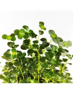 Pilea Depressa (pot 10,5 cm Ø). 2