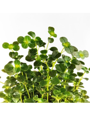 Pilea Depressa (test 10,5 cm Ø)