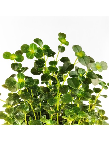 Pilea Depressa (test 10,5 cm Ø)