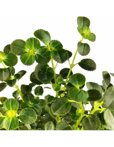 Pilea Depressa (test 10,5 cm Ø)
