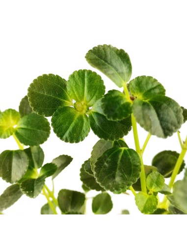 Pilea Depressa (test 10,5 cm Ø)
