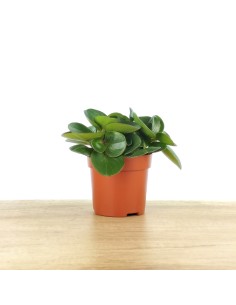 Peperomia Obtusifolia 2