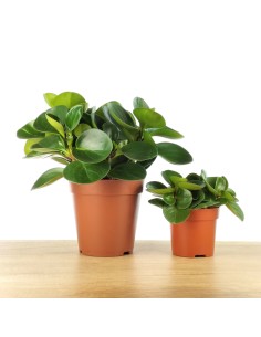 Peperomia Obtusifolia