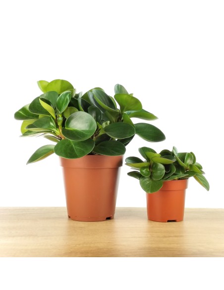 Peperomia obtusifolia