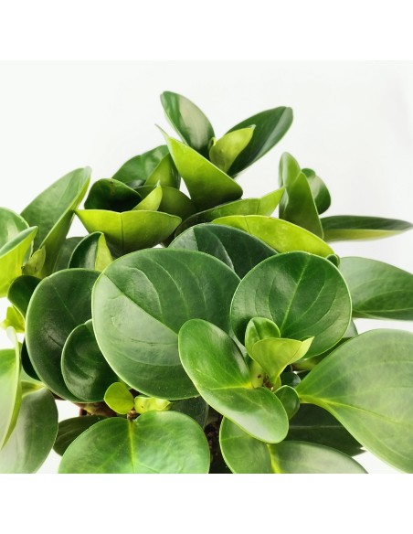 Peperomia obtusifolia
