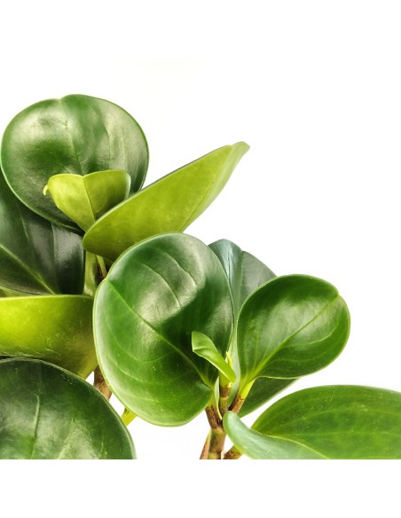 Peperomia obtusifolia