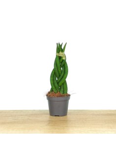 Sansiviera cilíndrica trançado (vaso de 6 cm Ø)