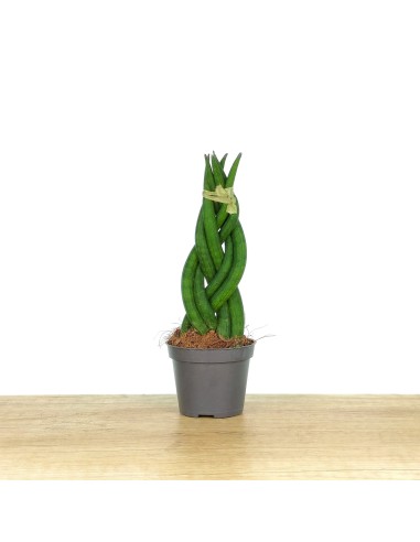 Sansevieria Cylindrique Tressée (pot 6 cm Ø).