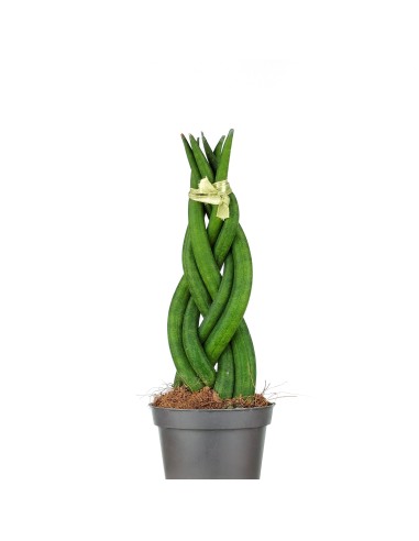 Sansevieria Cilíndrica Trenzada